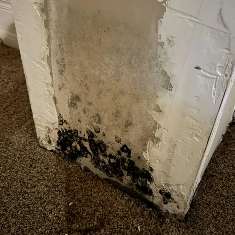 Professional Mold Removal in Lamar County, AL